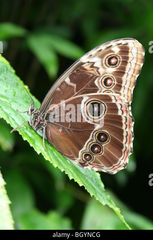 Blue Morpho Peleides Morpho peleides papillon aux ailes repliées prises sur le Zoo de Chester, England, UK Banque D'Images