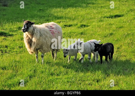 Avec trois moutons Agneaux, deux blanches et une noire peu après l'agnelage de printemps Banque D'Images