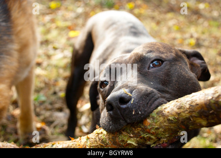 Bruno le staffy Banque D'Images