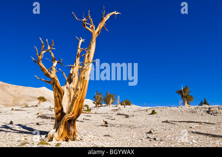 Ancient Bristlecone Pines (Pinus longaeva) dans le Patriarche Grove, ancienne Bristlecone Pine Forest, Montagnes Blanches, en Californie