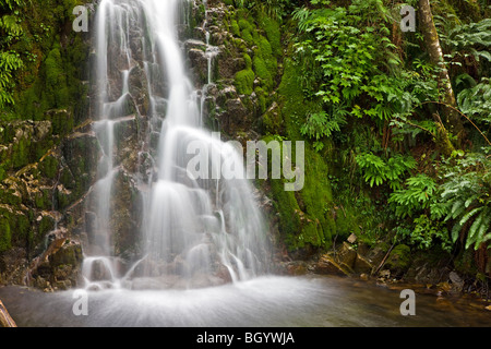 Cascade dans la forêt tropicale près de Port Alice, Nord de l'île de Vancouver, l'île de Vancouver, Colombie-Britannique, Canada. Banque D'Images