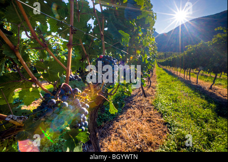 Des grappes de raisins qui poussent sur des vignes dans un vignoble le long de la route 3 (autoroute Crowsnest) dans la vallée de la rivière Similkameen, Okan Banque D'Images