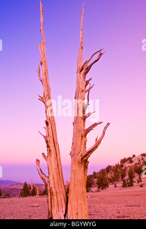 Ancient Bristlecone Pines (Pinus longaeva) dans le Patriarche Grove, ancienne Bristlecone Pine Forest, Montagnes Blanches, en Californie Banque D'Images