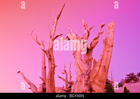 Ancient Bristlecone Pines (Pinus longaeva) dans le Patriarche Grove, ancienne Bristlecone Pine Forest, Montagnes Blanches, en Californie Banque D'Images