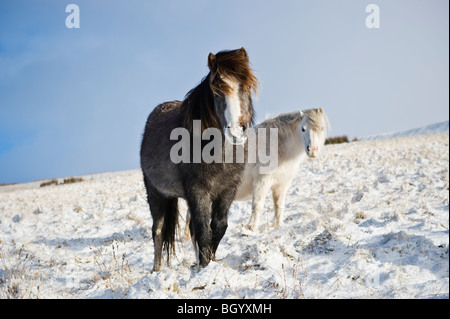 Welsh mountain pony se dresse sur une colline couverte de neige, parc national de Brecon Beacons, le Pays de Galles Banque D'Images