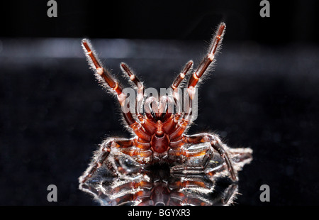 Entonnoir mortelle araignée Web Australie Banque D'Images