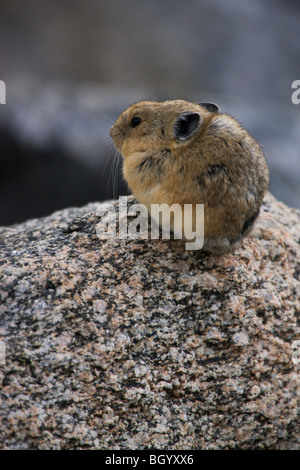 Pika, Mount Evans Recreation Area, Arapaho National Forest, Colorado. Banque D'Images