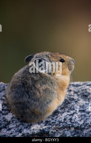 Pika, Mount Evans Recreation Area, Arapaho National Forest, Colorado. Banque D'Images