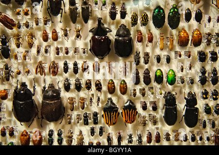 BRISBANE, AUSTRALIE - L'affichage des insectes du Queensland sur l'affichage dans le Queensland Museum Banque D'Images