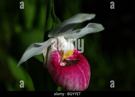 Cypripède royal Cypripedium reginae Banque D'Images