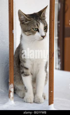 Chat à la clôture en grec Banque D'Images