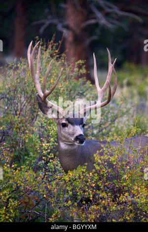 Le Cerf mulet, Rocky Mountain National Park, Colorado. Banque D'Images