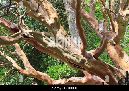 Evergreen branchy big red tree 'Arbutus andrachne' dans spring park (Crimée, Ukraine) Banque D'Images