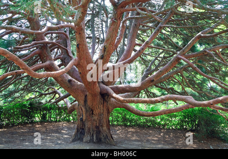 Evergreen branchy big red tree 'Arbutus andrachne' dans spring park (Crimée, Ukraine) Banque D'Images