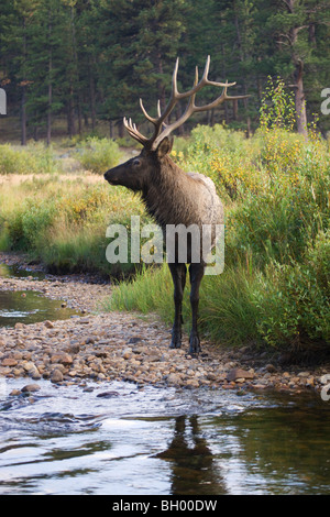 Bull Elk, Moraine Park, Rocky Mountain National Park, Colorado. Banque D'Images