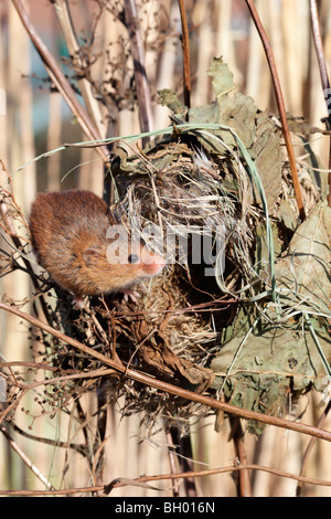 Micromys minutus, souris, souris unique à un nid dans les roseaux, captive, janvier 2010 Banque D'Images