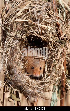 Micromys minutus, souris, souris unique à un nid dans les roseaux, captive, janvier 2010 Banque D'Images