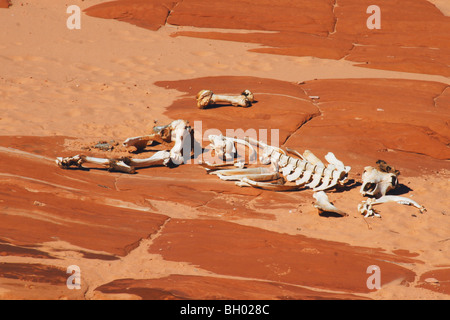 Des restes de squelettes vache dans lavage à sec, Coyote Buttes salon de Paria Canyon, Vermilion Cliffs Wilderness, Arizona. Banque D'Images