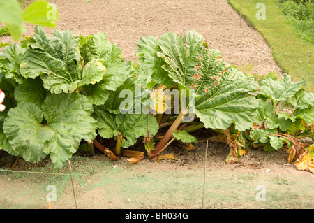 Rhubarbe (Rheum rhabarbarum) croissant sur un allotissement plot Banque D'Images