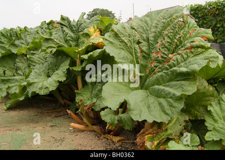 Rhubarbe (Rheum rhabarbarum) croissant sur un allotissement plot Banque D'Images