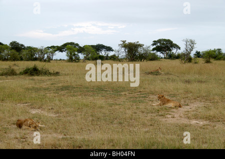 Lionne fixe en Afrique Banque D'Images