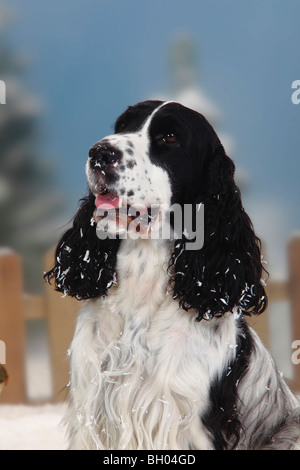 Cocker Anglais, noir et blanc Banque D'Images