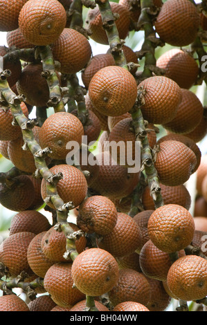 Ite Palm (Mauritia flexuosa) fruits Forêt Iwokrama Bouclier de Guyane Guyane Amérique du Sud Octobre Banque D'Images