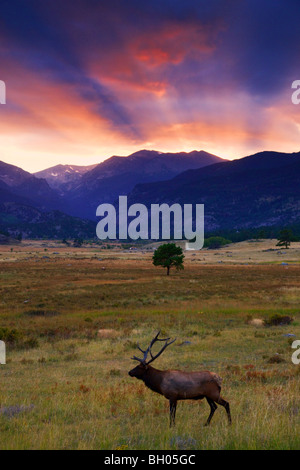 Le wapiti à Moraine Park, Rocky Mountain National Park, Colorado. Banque D'Images