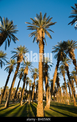 Dattiers à Furnace Creek, Death Valley National Park Banque D'Images