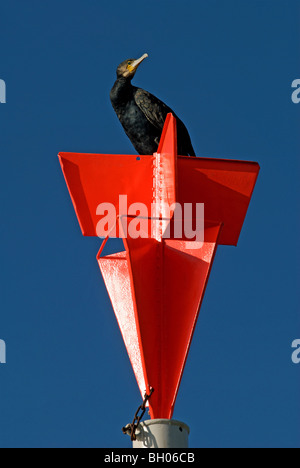 Aigrettes assis sur un marqueur poster à côté du Rhin, Cologne, Allemagne. Banque D'Images