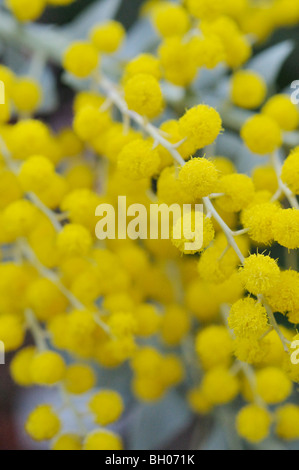 Feuille couteau wattle (acacia cultriformis) Banque D'Images