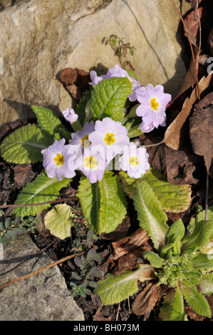 Primula vulgaris (primevère Comon subsp. sibthorpii) Banque D'Images