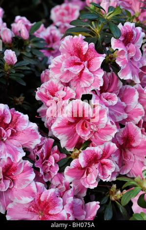 Azalea indiennes (Rhododendron simsii) Banque D'Images