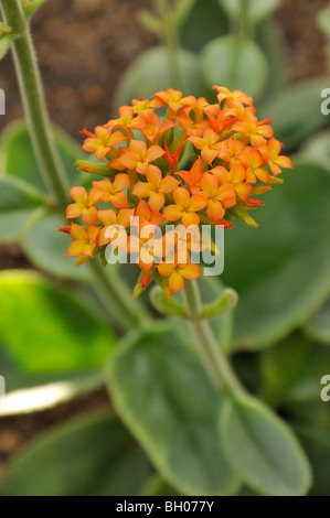 Kalanchoe lateritia Banque D'Images