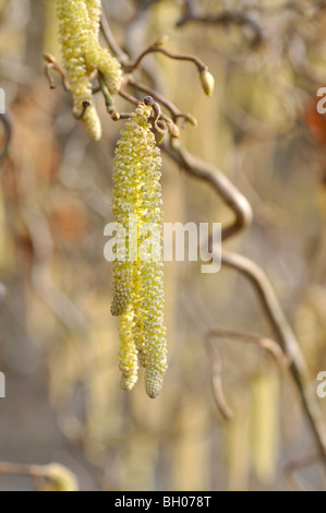 Harry Lauder's walking stick (Corylus avellana 'contorta') Banque D'Images