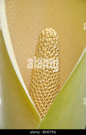 L'usine de fenêtre (monstera) epipremnoides Banque D'Images