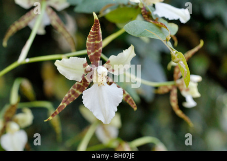 Odontoglossum humeanum Banque D'Images