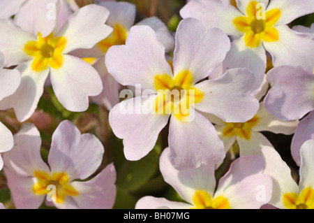 Primula vulgaris (primevère Comon subsp. sibthorpii) Banque D'Images