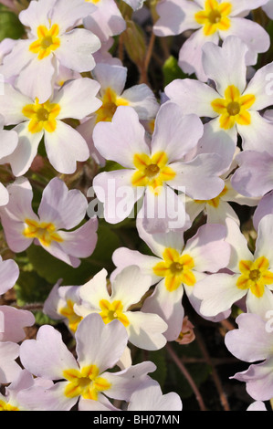 Primula vulgaris (primevère Comon subsp. sibthorpii) Banque D'Images