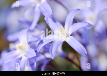 Forbes glory of the snow (chionodoxa forbesii syn. scilla forbesii) Banque D'Images