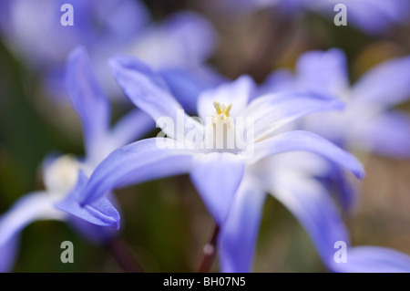 Forbes glory of the snow (chionodoxa forbesii syn. scilla forbesii) Banque D'Images