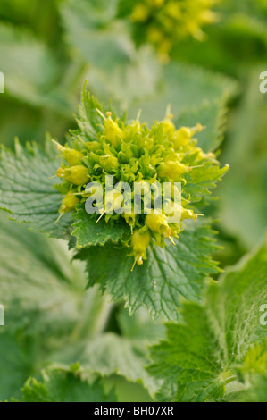 Scrofulaire noueuse (scrophularia vernalis jaune) Banque D'Images