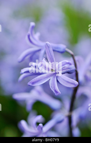 Jacinthe Hyacinthus orientalis (commune) Banque D'Images