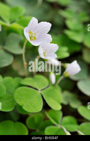 L'oxalide commun (Oxalis acetosella) Banque D'Images