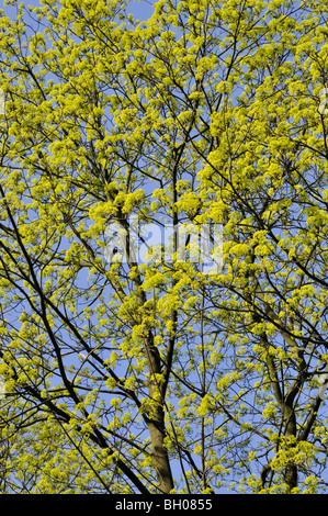 Érable de Norvège (Acer platanoides) Banque D'Images