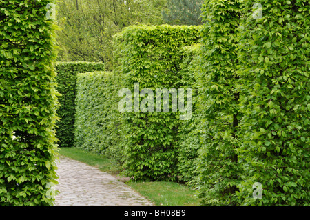 Charme commun (carpinus betulus) Banque D'Images