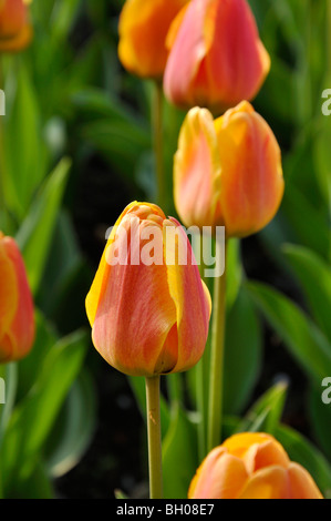 Darwin tulip (tulipa beauté d'Apeldoorn) Banque D'Images