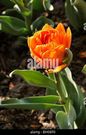 Fin double tulip (tulipa princess orange) Banque D'Images