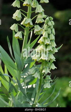 (Fritillaria persica persian cloches cloches 'ivory') Banque D'Images