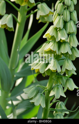 (Fritillaria persica persian cloches cloches 'ivory') Banque D'Images